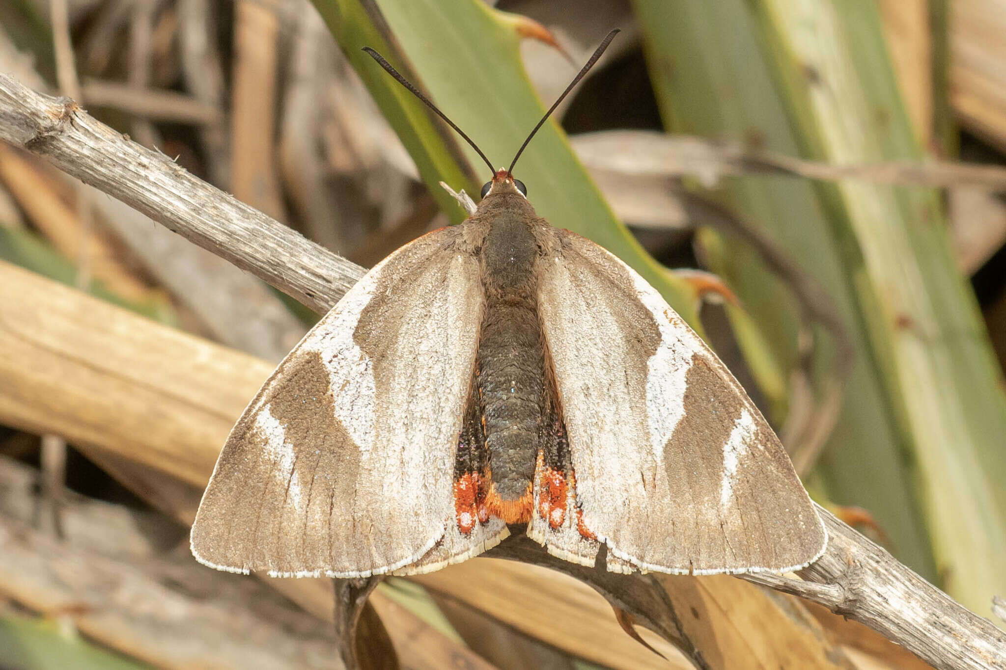 Image of Castnia eudesmia