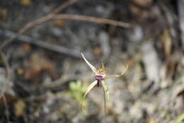 Caladenia brownii Hopper resmi