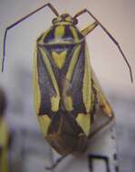 Image of Brachycoleus decolor Reuter 1887