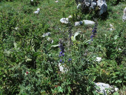 Image of Delphinium fissum Waldst. & Kit.