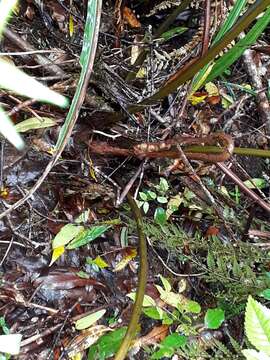 Image of Dicksonia lanata subsp. lanata