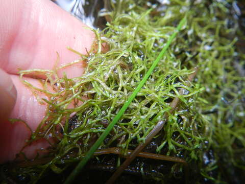 Imagem de Riccia stricta (Lindenb.) Perold