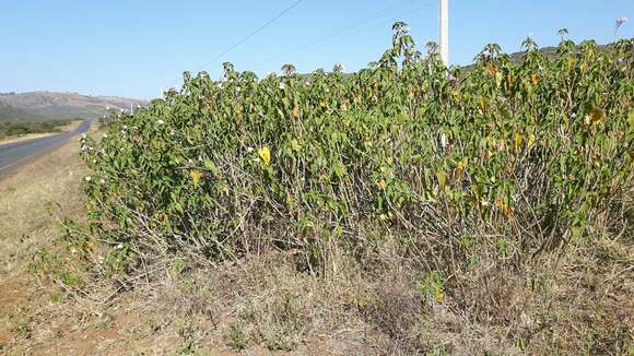 Imagem de Ipomoea carnea subsp. fistulosa (Mart. ex Choisy) D. F. Austin