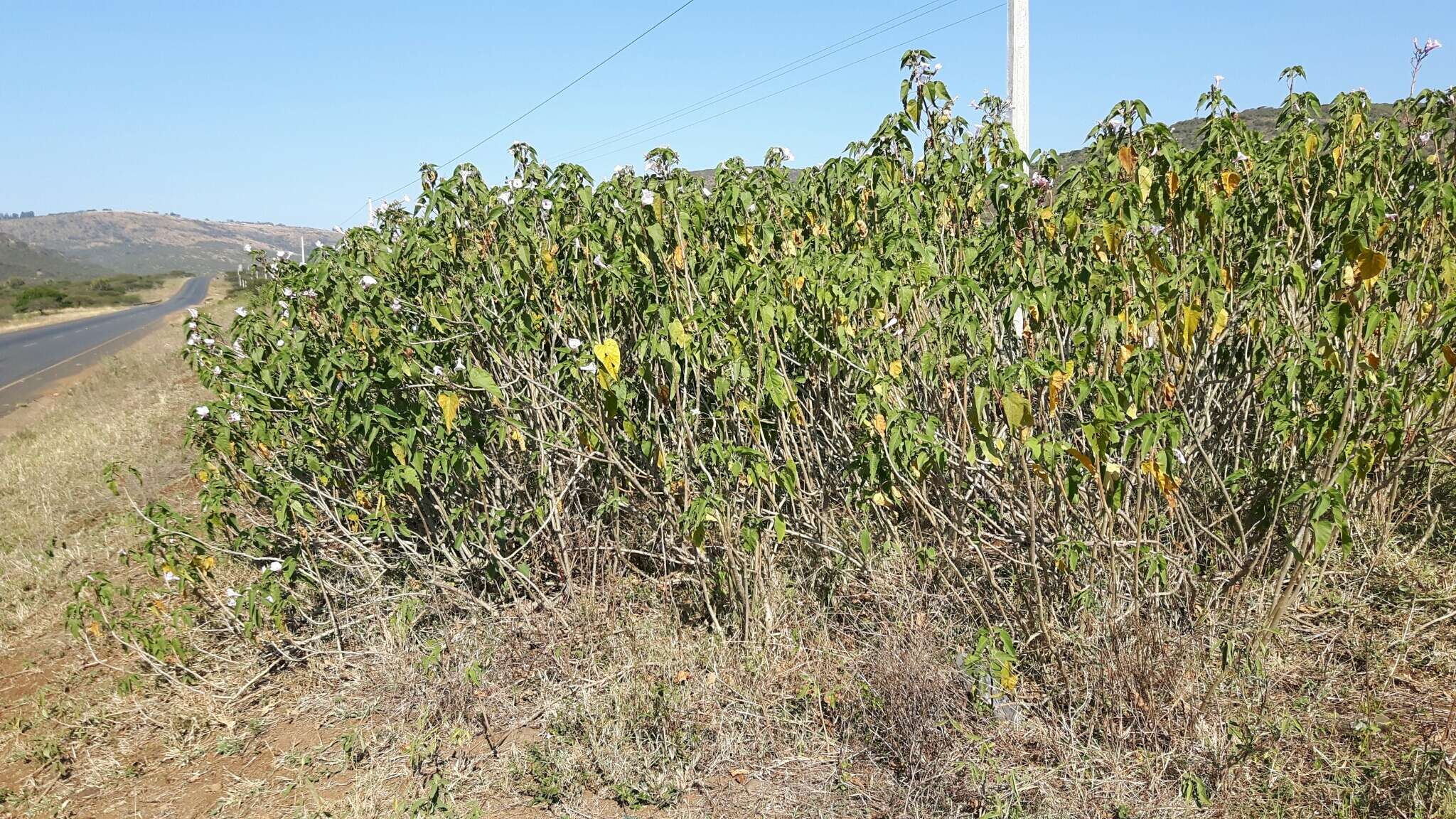 Слика од Ipomoea carnea subsp. fistulosa (Mart. ex Choisy) D. F. Austin