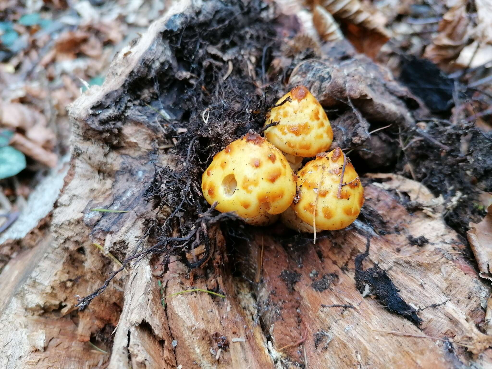 Image of Pholiota adiposa (Batsch) P. Kumm. 1871