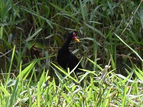 Image of Jacana jacana hypomelaena (Gray & GR 1846)