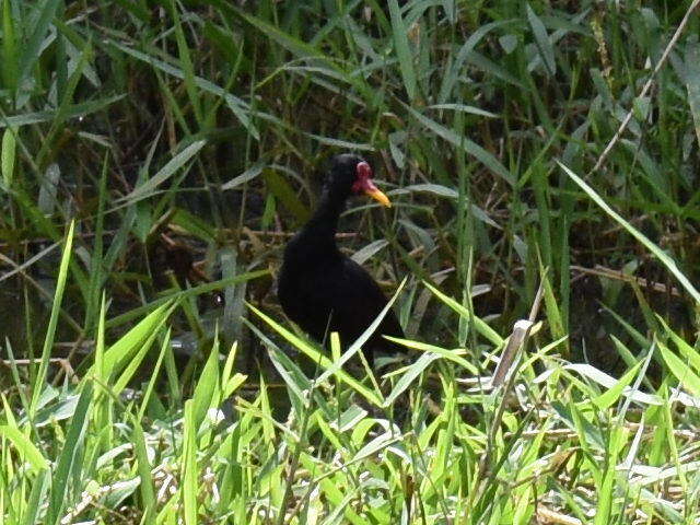 Image of Jacana jacana hypomelaena (Gray & GR 1846)