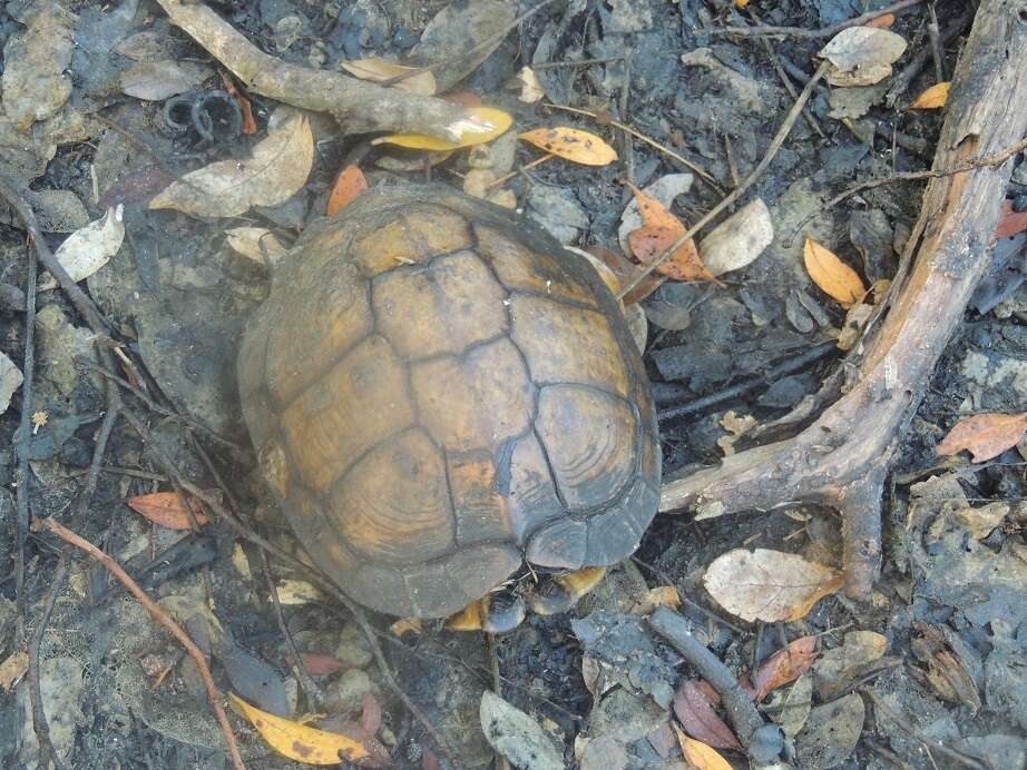 Image of Central American wood turtle