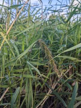 Image of Echinochloa telmatophila Michael & Vickery