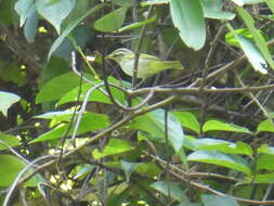 Image of Eastern Crowned Leaf Warbler