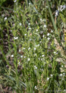 Image of Lappula redowskii (Hornem.) Greene