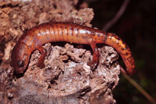 Image of Mushroomtongue salamander