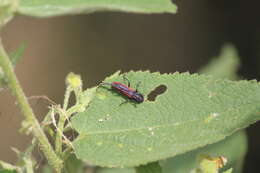 Image of Tylosis suturalis White 1853