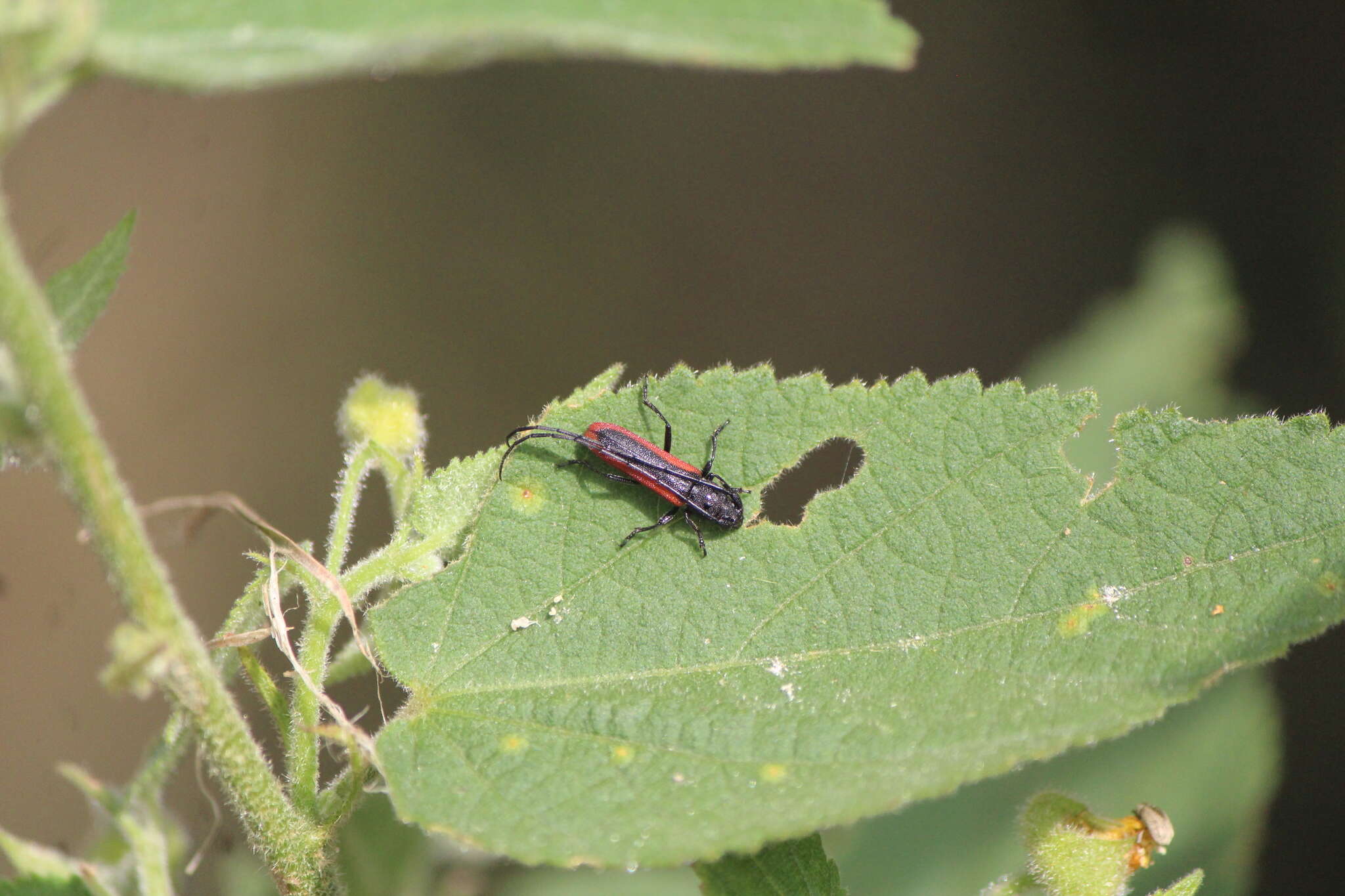 Image of Tylosis suturalis White 1853