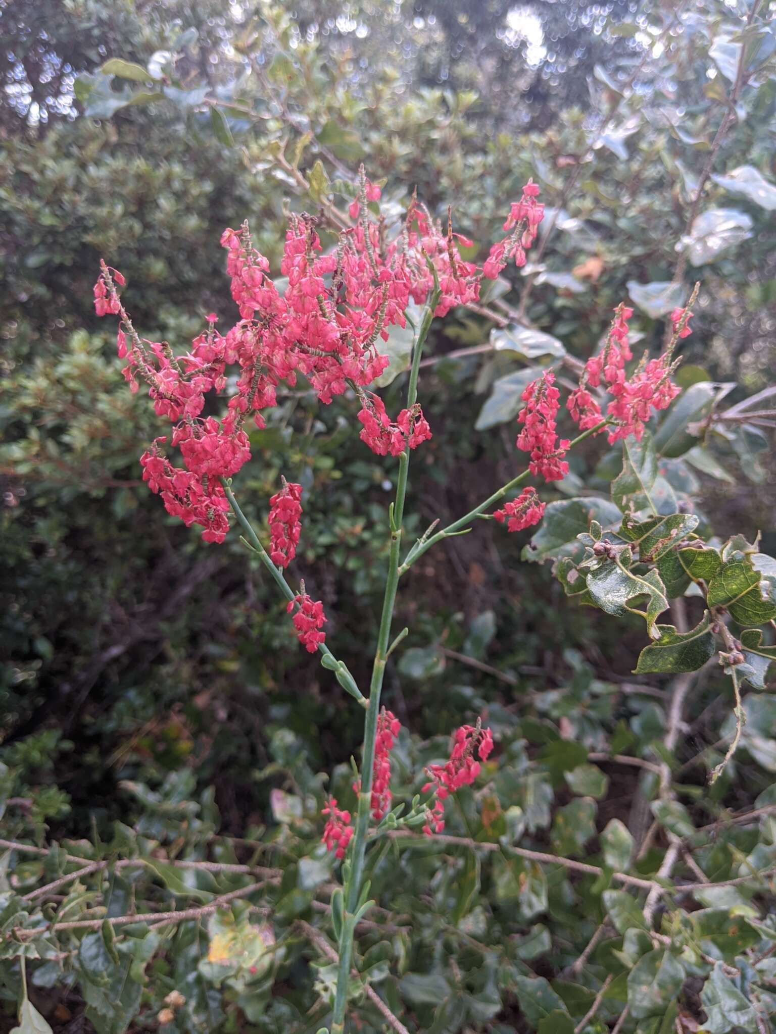 Image de Polygonella macrophylla Small