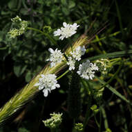 صورة Synelcosciadium carmeli (Labill.) Boiss.