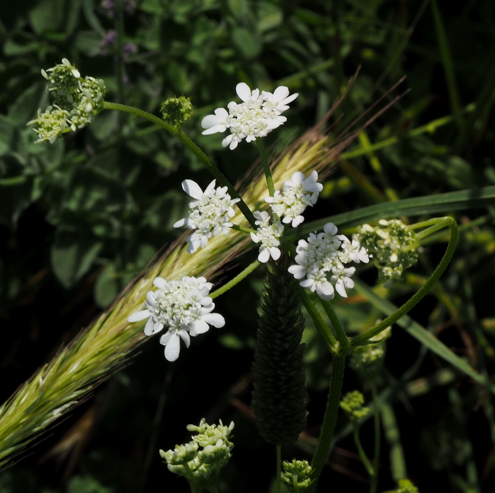 صورة Synelcosciadium carmeli (Labill.) Boiss.