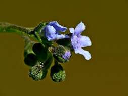 Cynoglossum australe R. Br.的圖片