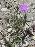 Image of Texas cupflower