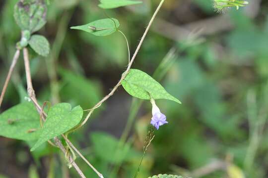 Imagem de Ipomoea aristolochiifolia (Kunth) G. Don