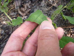 Image of sword groundcherry