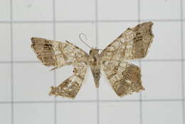 Image of Semiothisa emersaria Walker 1861