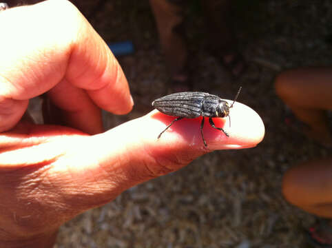 Image of Buprestis lyrata Casey 1909