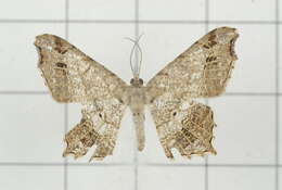 Image of Semiothisa emersaria Walker 1861