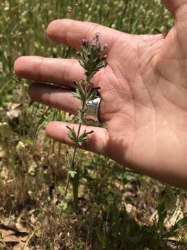 Image of broadleaf glandweed