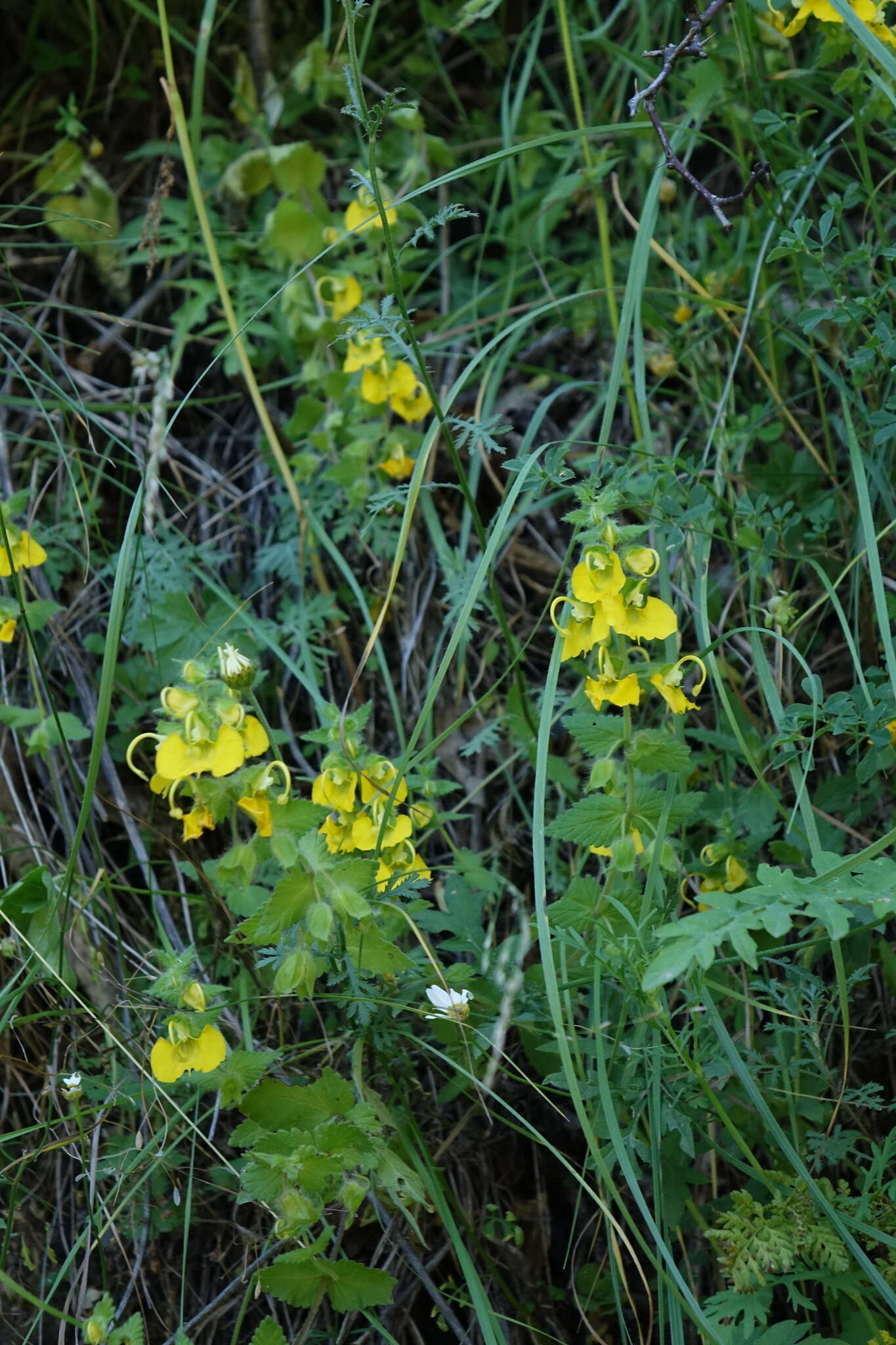 Image de Rhynchocorys orientalis (L.) Benth.