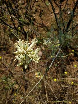 Image of yellow bleeding heart