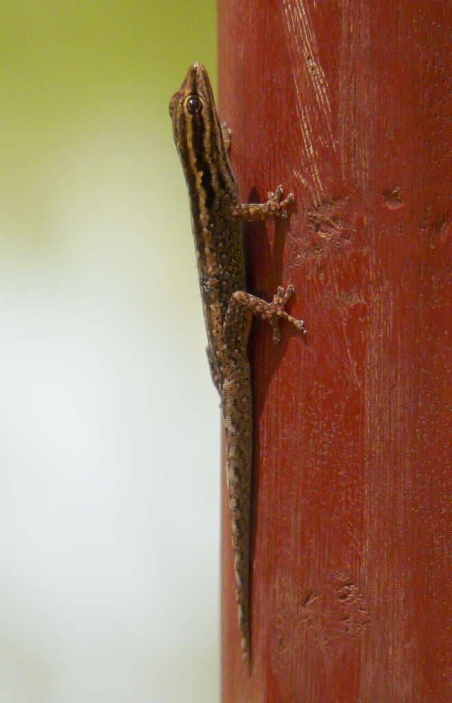 Image of Lygodactylus tsavoensis Malonza, Bauer, Granthon, Williams & Wojnowski 2019