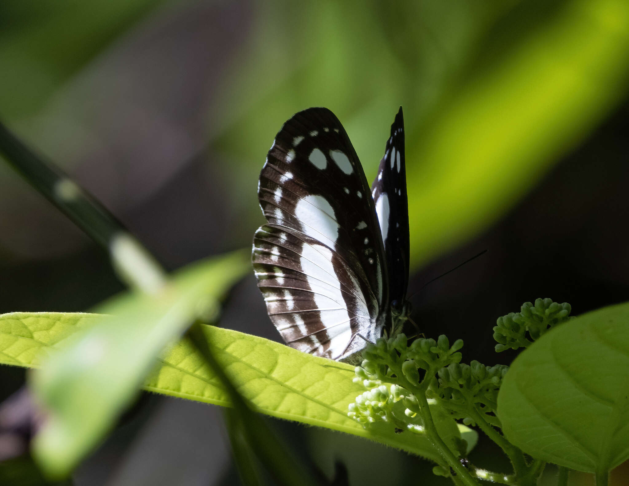 Image of Pantoporia venilia Linnaeus 1758