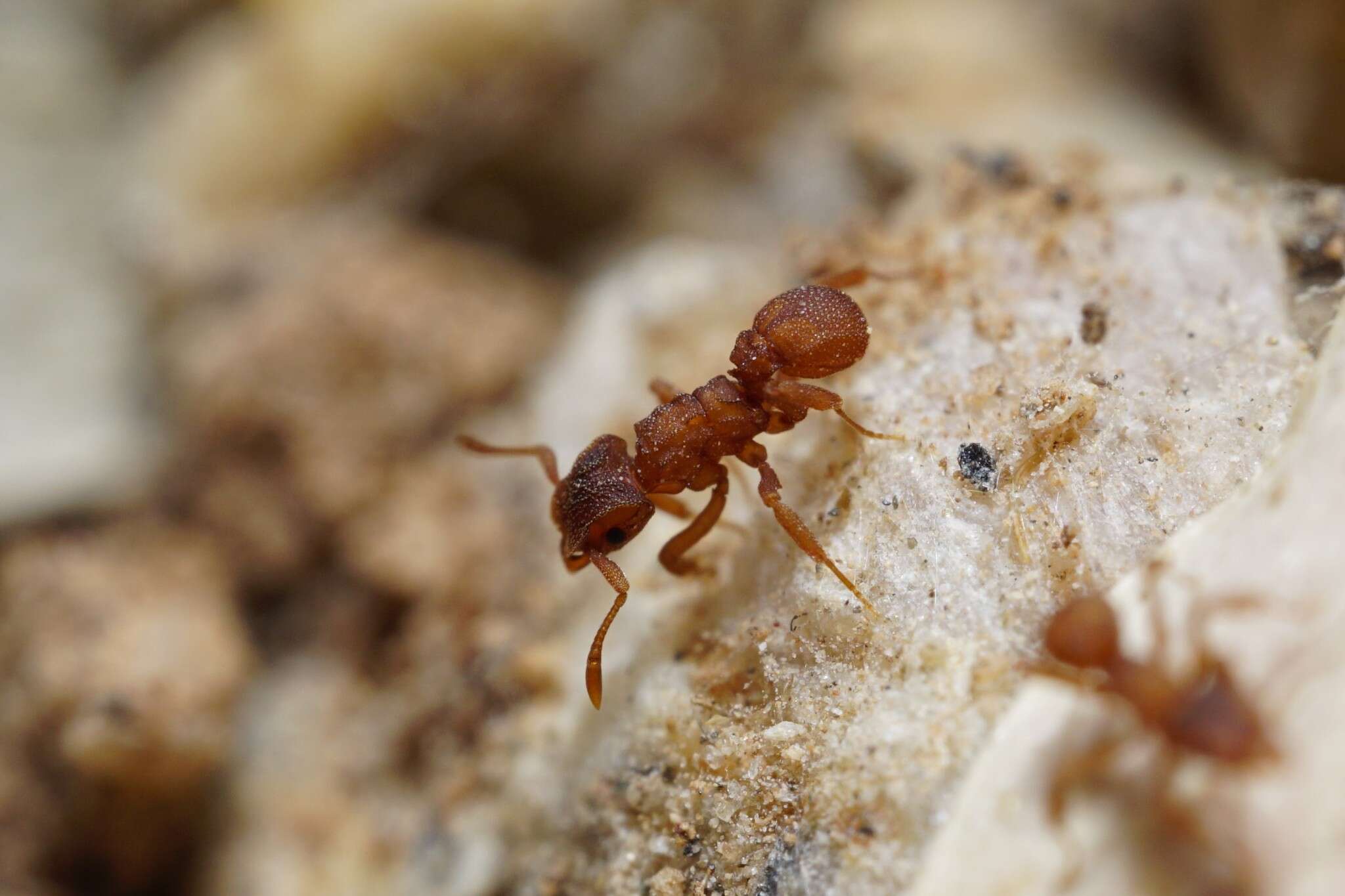 Image of Cyphomyrmex wheeleri Forel 1900