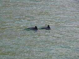 Image of Black Chilean Dolphin
