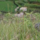 Image of Clematis anethifolia Hook.