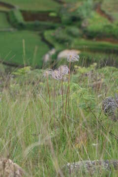 Image of Clematis anethifolia Hook.