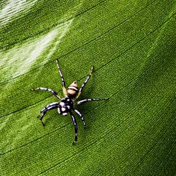 صورة Phintella piatensis Barrion & Litsinger 1995