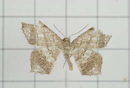 Image of Semiothisa emersaria Walker 1861