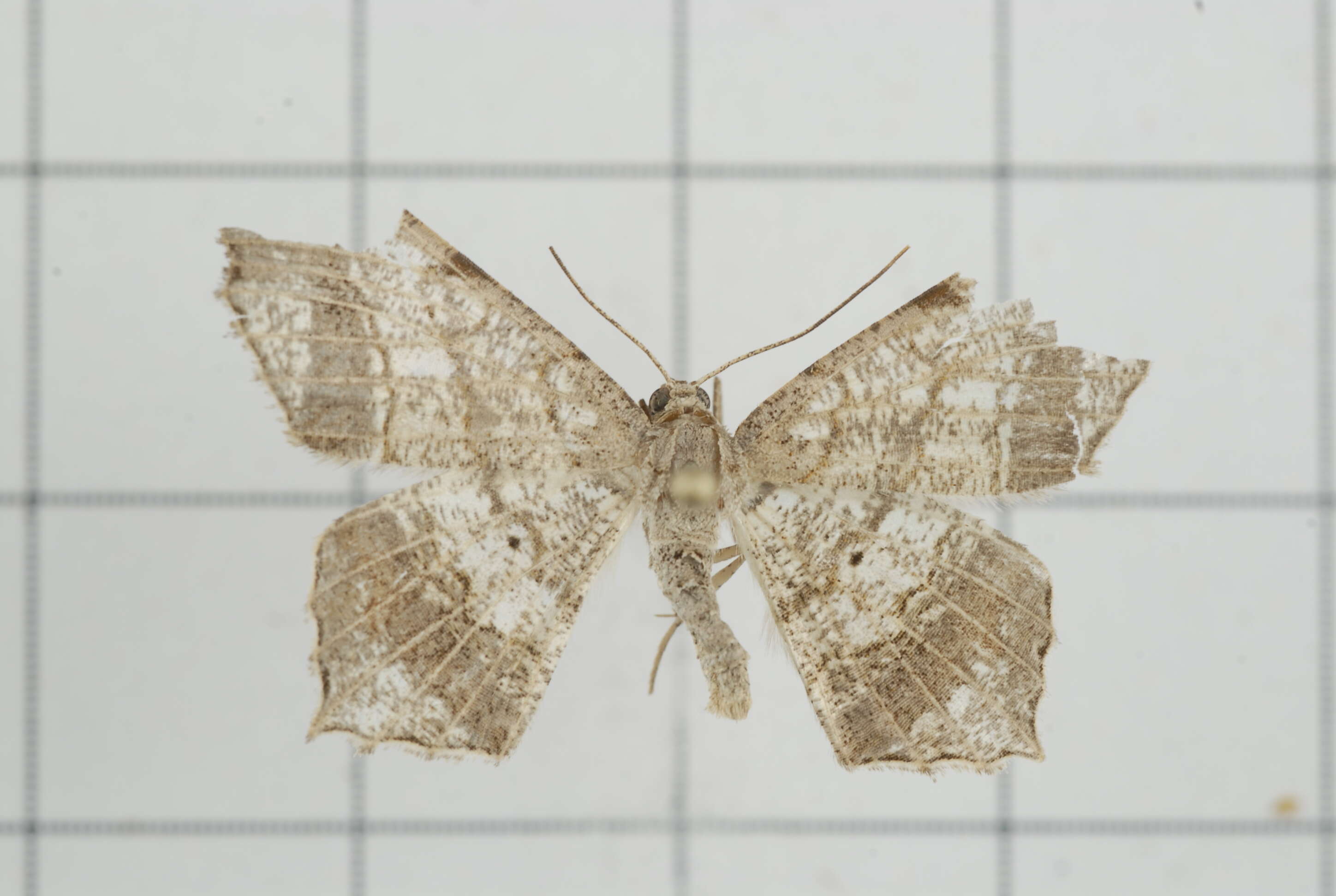 Image of Semiothisa emersaria Walker 1861