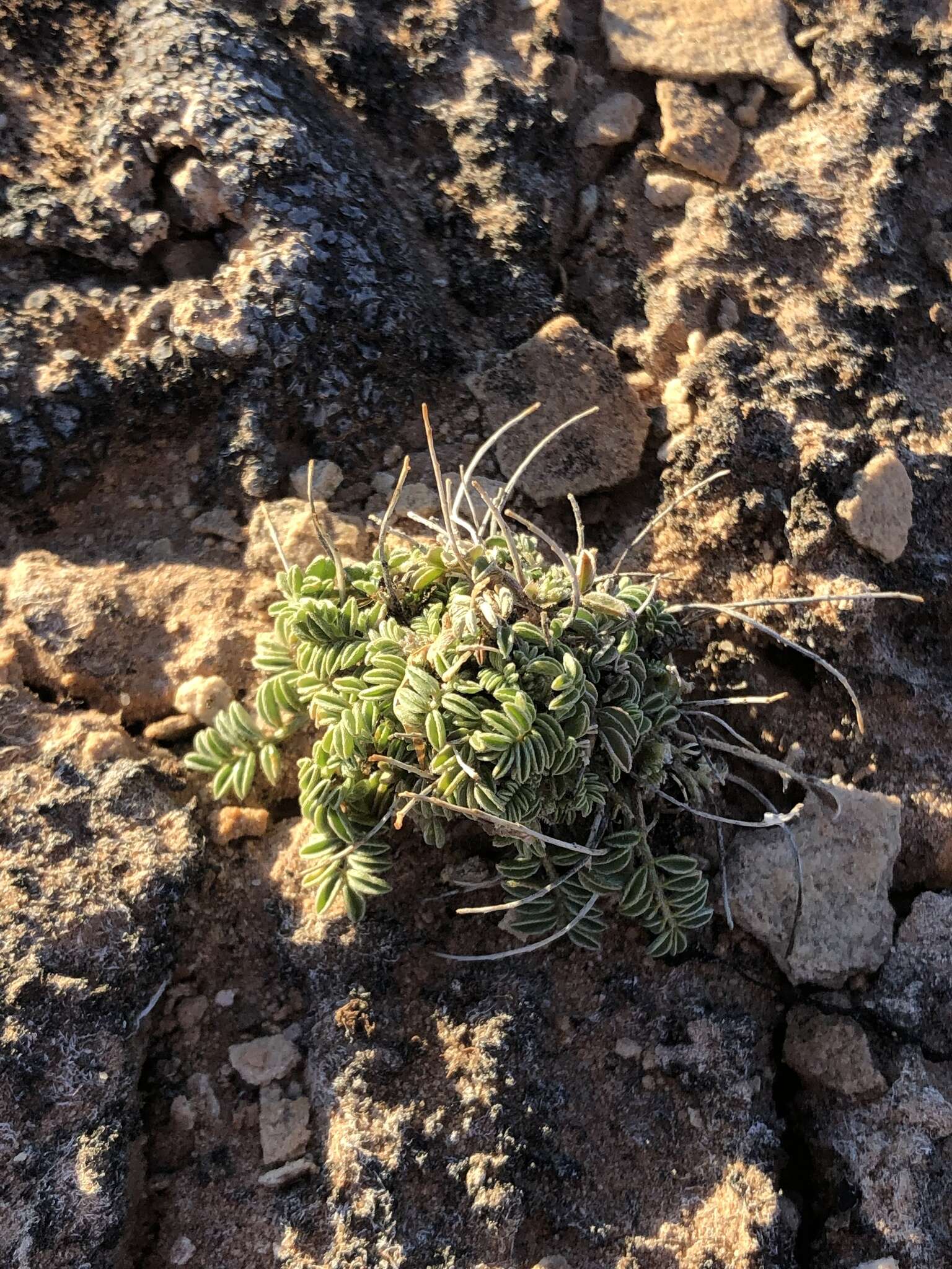 Image of rimrock milkvetch