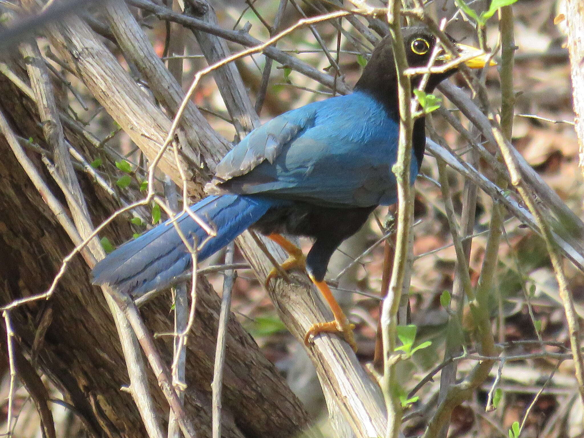 Imagem de Cyanocorax yucatanicus (Dubois & Ajc 1875)