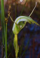 Image of Pterostylis micromega Hook. fil.