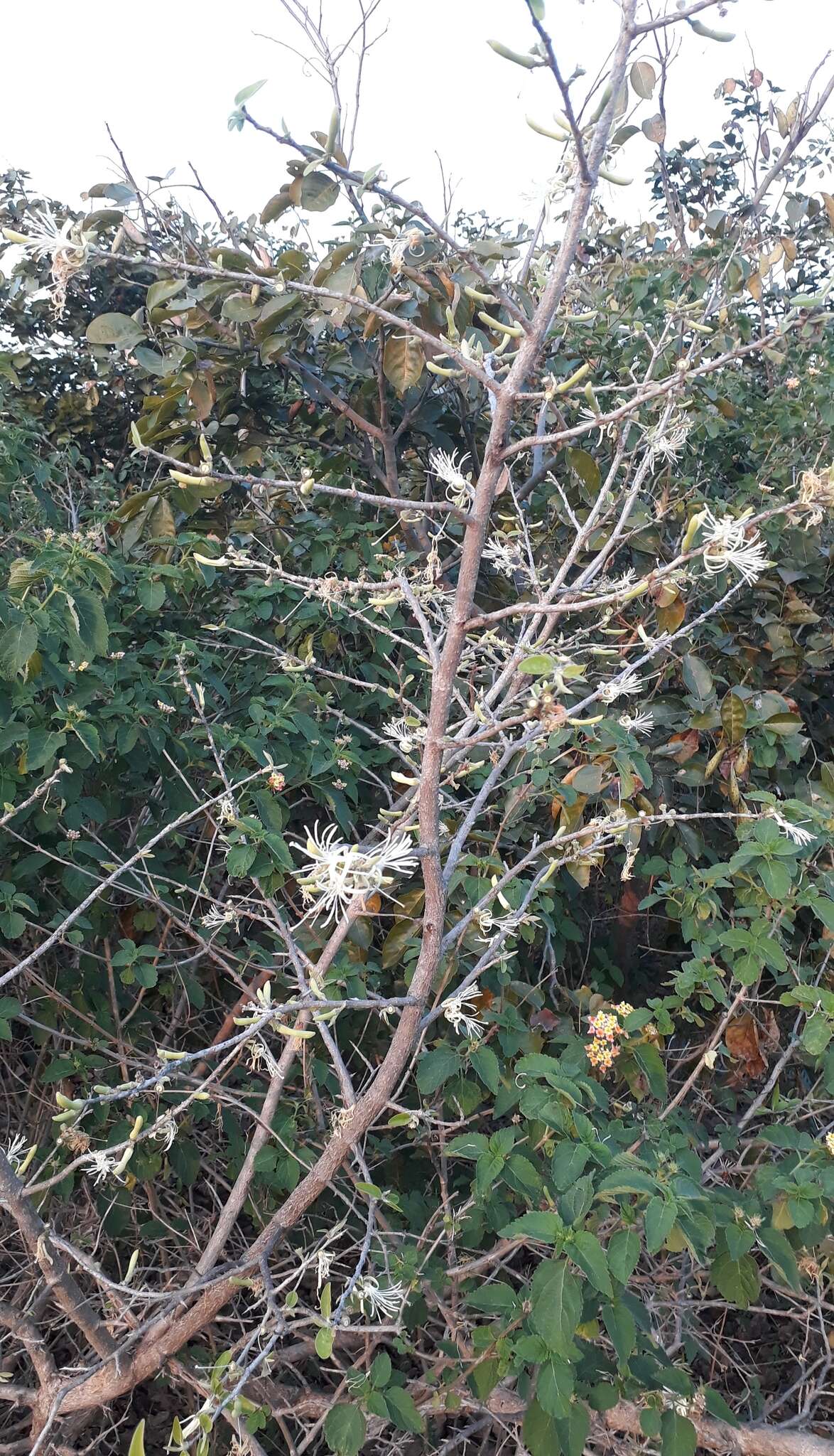 Image of Alangium salviifolium (L. fil.) Wangerin