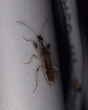 Image of Long-necked Seed Bugs