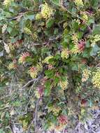 Image of Grevillea bedggoodiana J. H. Willis ex Mc Gill.