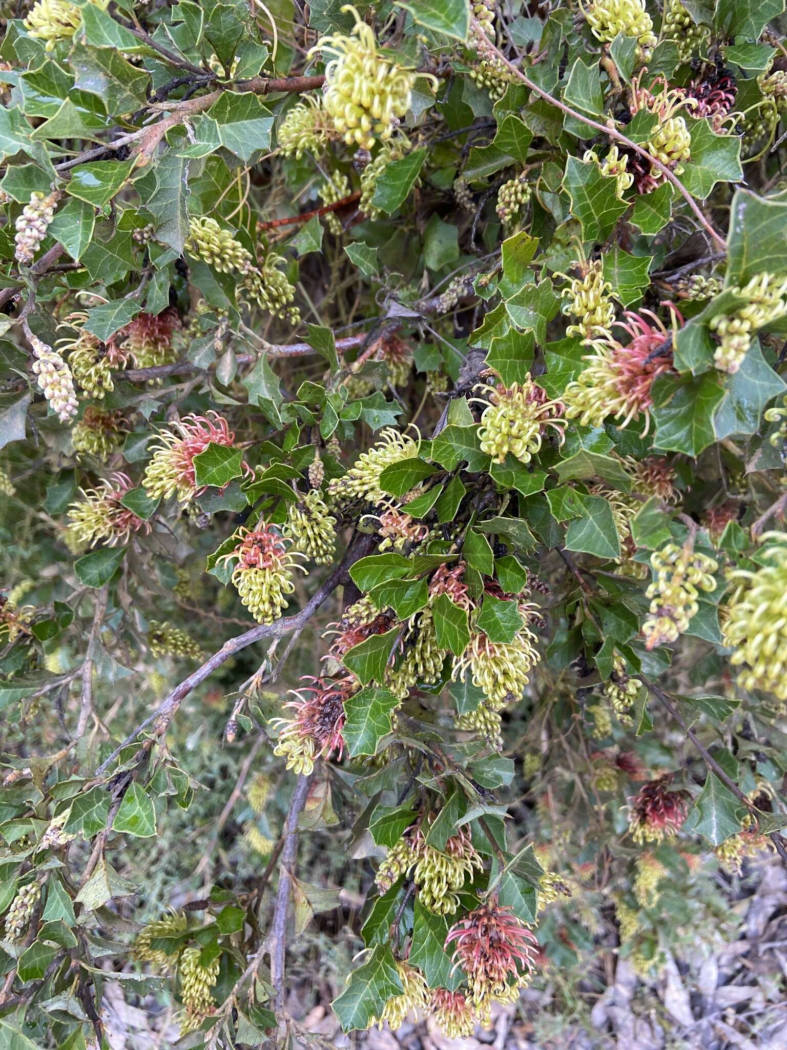 Image of Grevillea bedggoodiana J. H. Willis ex Mc Gill.