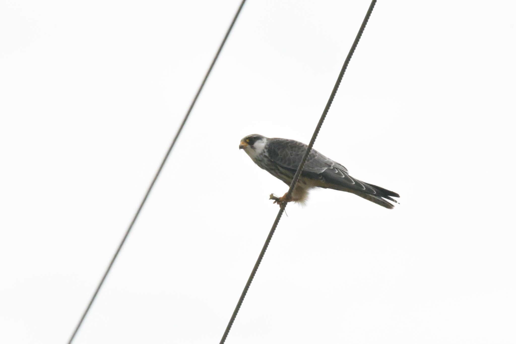 Image of Amur Falcon