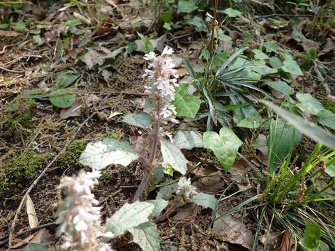 Image of Ajuga nipponensis Makino