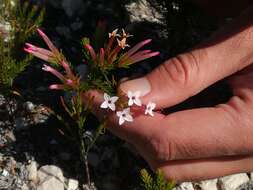 Image of Erica infundibuliformis Bartl.